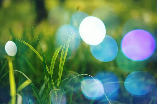 Nature Background with Bokeh Lights — Stock Photo, Image