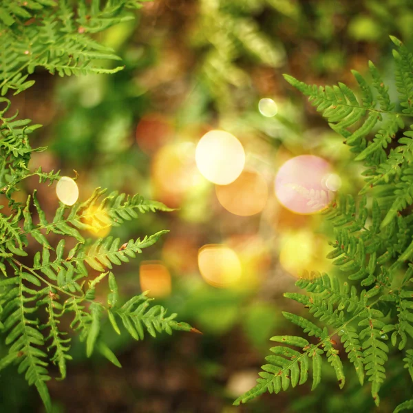 Nature Background with Bokeh Lights — Stock Photo, Image