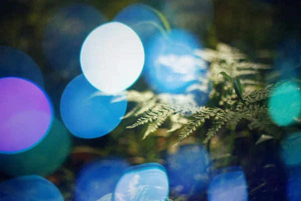 Přírodní pozadí s Bokeh světla — Stock fotografie