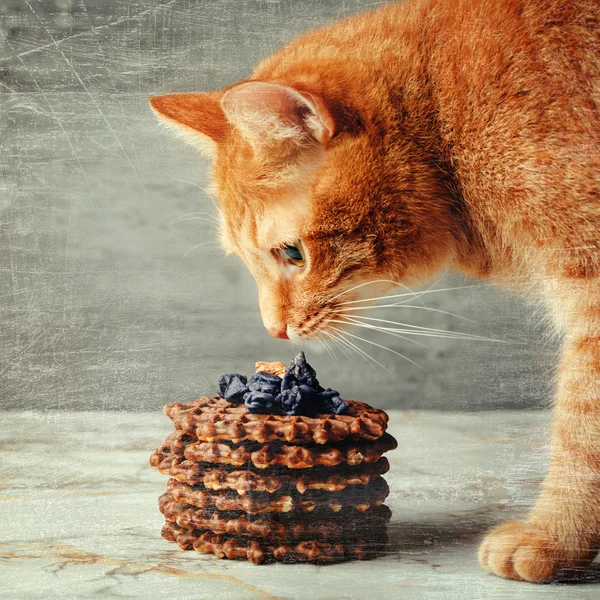 Gato rojo le gusta gofres caseros —  Fotos de Stock