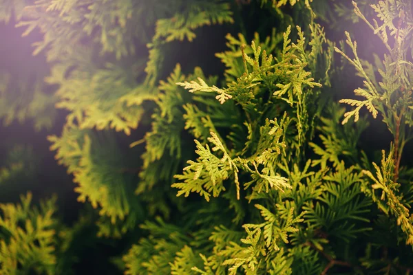 Thuya árvore folhas verdes Close-up — Fotografia de Stock