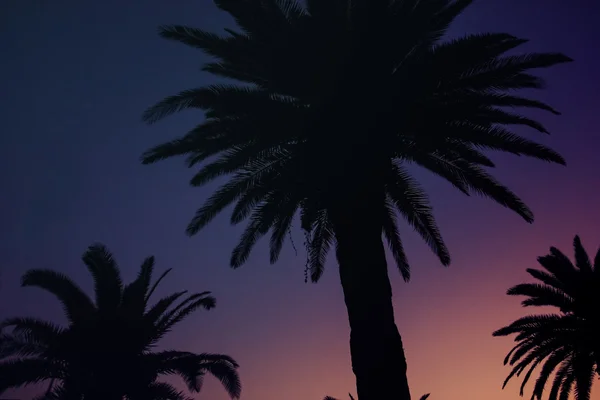 Dunkler Hintergrund mit Sonnenuntergang und Palmen — Stockfoto