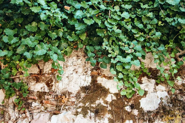 自然背景与常春藤叶在老式墙上 — 图库照片