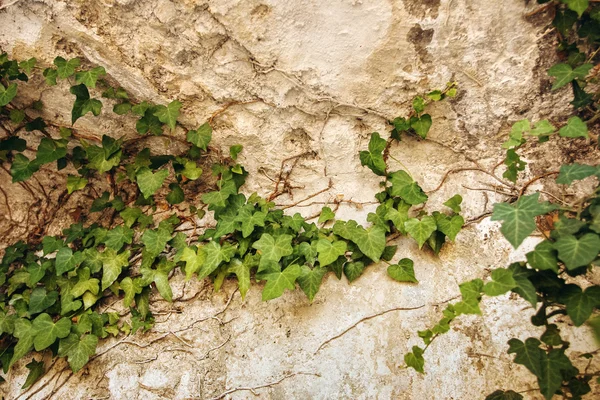 Ivy deixa na parede do vintage velho — Fotografia de Stock