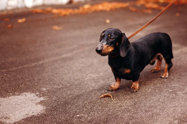 Dachshund nero in strada — Foto Stock