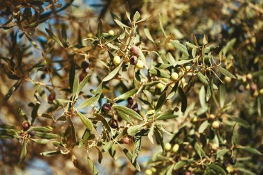 Zeytin ağacı dalı meyve ile 