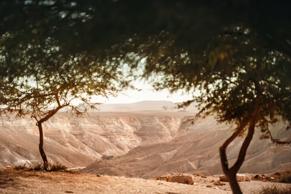 Vue depuis l'oasis sur le désert du Néguev — Photo