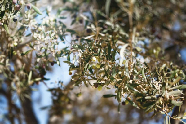 Ramo de oliveira com frutos — Fotografia de Stock