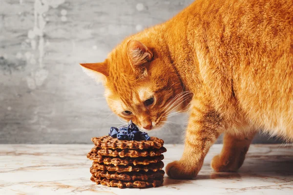 猫的气味自制的华夫饼 — 图库照片