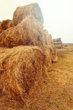 Saman balya yaz sahasının 