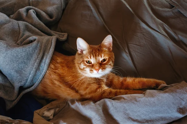 Lindo gato rojo perezoso —  Fotos de Stock