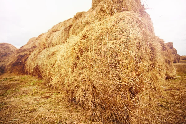 Hay bales on the field at summer — Stock Photo, Image