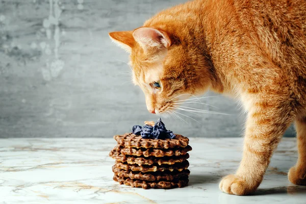 红猫喜欢自制的华夫饼 — 图库照片