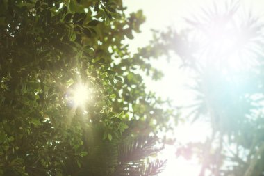 Güneş ışığı ile soyut doğa manzara