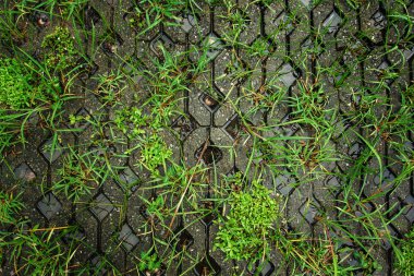 Yeşil yol yağmur sonrası ıslak.