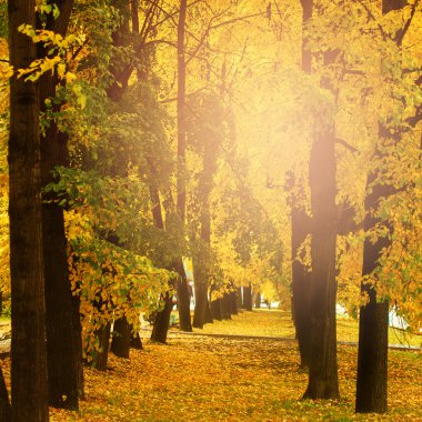 Şehir Park açık havada sonbahar doğa