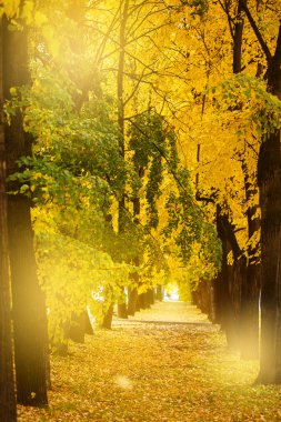 Şehir Park açık havada sonbahar doğa