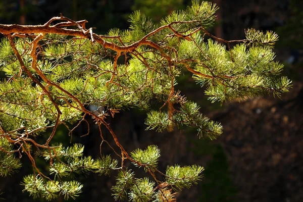 Pine tree branch close up — Stock Photo, Image