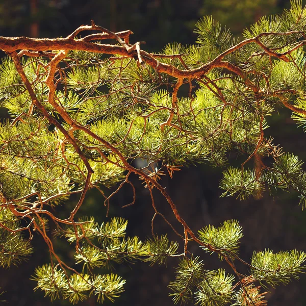 Pine tree branch close up, confierous — Stock Photo, Image