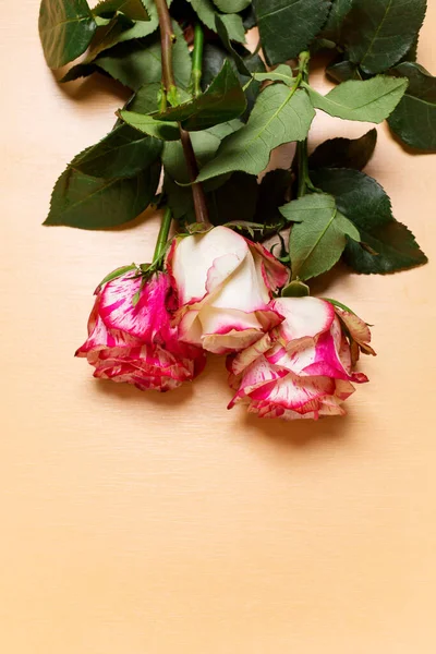 Belo Buquê Rosas Rosa Branca Cabeça Para Baixo Fundo Pastel — Fotografia de Stock