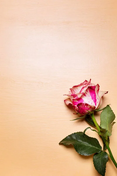 ベージュのパステルの背景 バレンタインや結婚式のカード上の美しいピンクと白のバラの花 — ストック写真