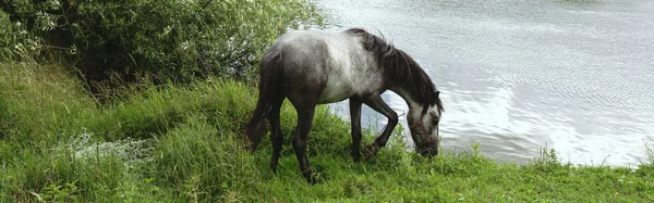 Graues Pferd Trinkt Wasser Aus Teich Zwischen Grünen Bäumen Und — Stockfoto