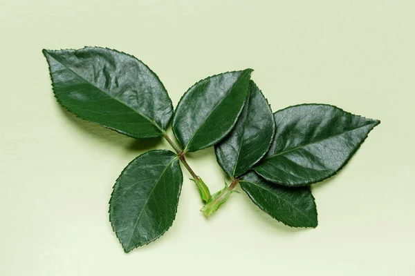 Grüne Blätter Der Rosenpflanze Naturhintergrund Natürliches Blattelement Nahaufnahme Flache Lage — Stockfoto