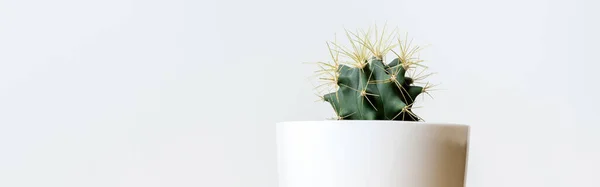 Vista Lateral Cactus Redondo Verde Con Espinas Largas Una Olla — Foto de Stock