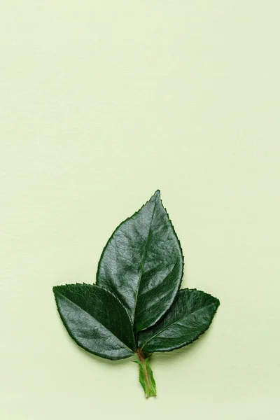 Gröna Blad Ros Växt Natur Bakgrund Naturliga Blad Element Närbild — Stockfoto