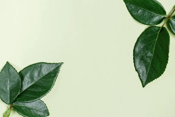 Зелене Листя Троянди Фон Природи Елемент Природного Листя Крупним Планом — стокове фото
