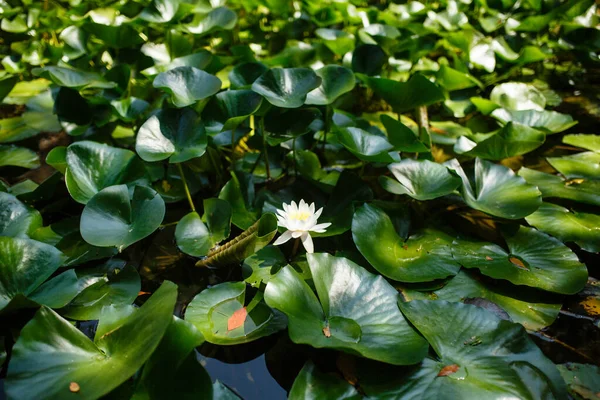 Nymphaea Weiße Seerosenblume Blüht Zwischen Grünen Blättern Auf Einem Teich — Stockfoto