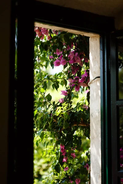 Blossoming Pink Bougainvillea Flowers Window Villa View Home Vacation Tranquility — Stock Photo, Image