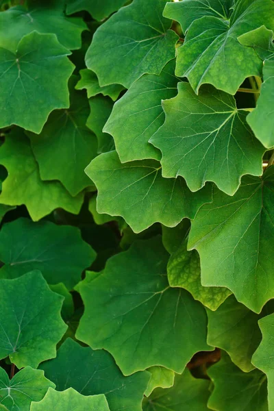 Texture Des Feuilles Vertes Plantes Exotiques Tropicales Soleil Gros Plan — Photo