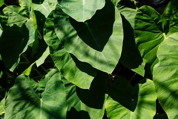 Textur Der Grünen Blätter Tropischer Exotischer Pflanzen Nahaufnahme Sonnenlicht — Stockfoto