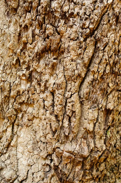 Detailní Struktura Dřevěného Hnědého Povrchu Kůry Stromů Přírodní Zázemí — Stock fotografie