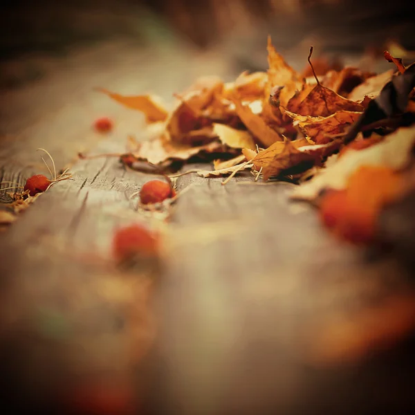 Höstens natur bakgrund — Stockfoto