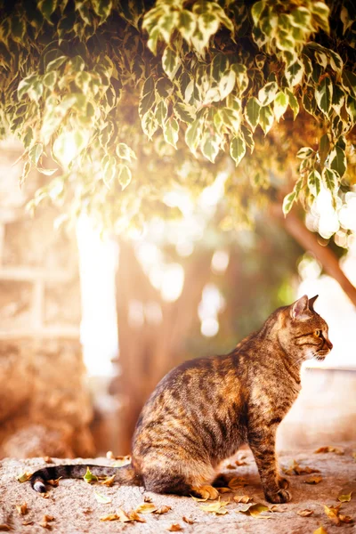 Schöne gestromte Katze sitzt unter dem Baum — Stockfoto