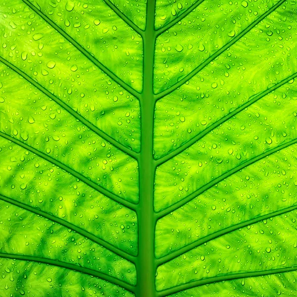 Close up Textura de folha verde — Fotografia de Stock