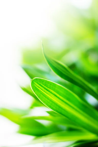 Close up green leaf texture — Stock Photo, Image