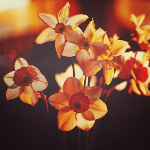 Vårblommor påskliljor i inställningen solljus — Stockfoto