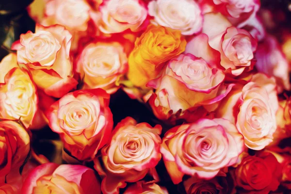 Streszczenie różowe kwiaty róży — Zdjęcie stockowe