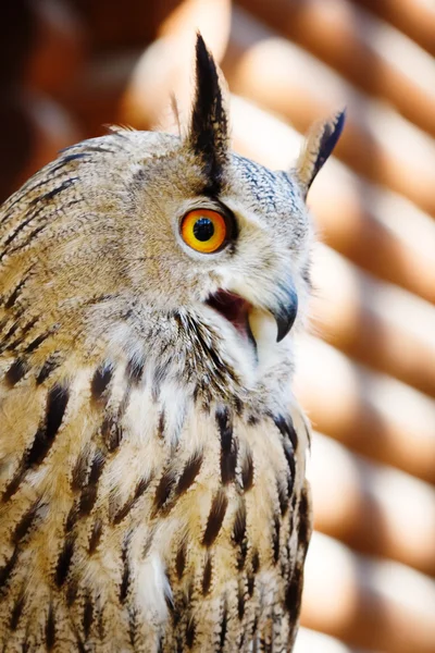 Owl close up portrait — Stock Photo, Image