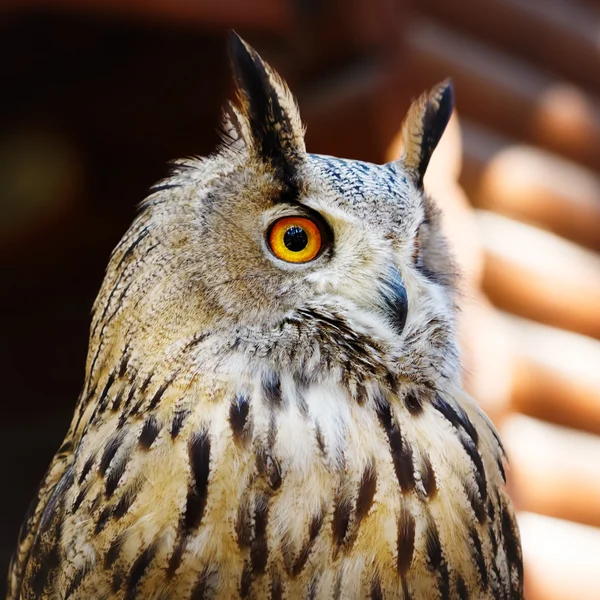 Gufo ritratto da vicino — Foto Stock