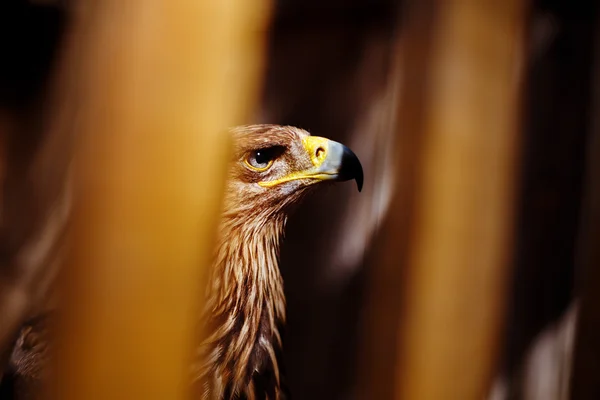 Águila real en un zoológico —  Fotos de Stock