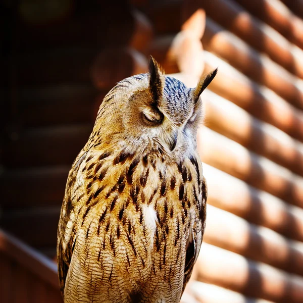 Dreaming owl close up portrait — Stock Photo, Image