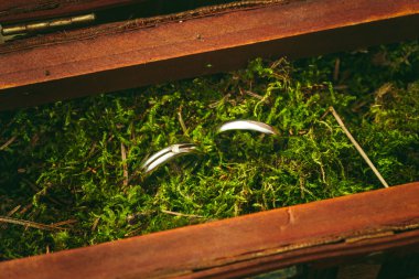 Düğün Nişan yüzüklerini yakın çekim