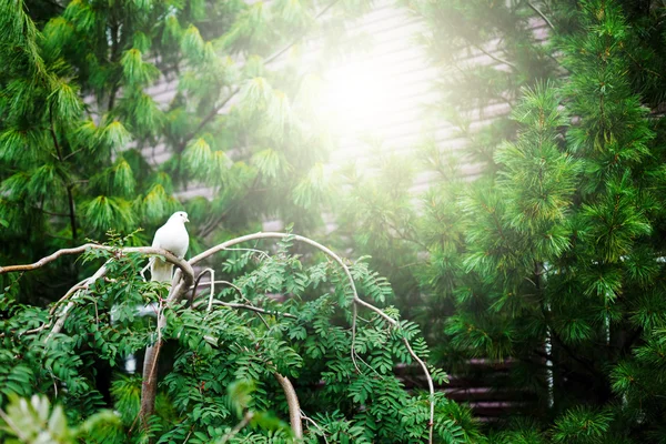 Pomba branca sentada na árvore — Fotografia de Stock