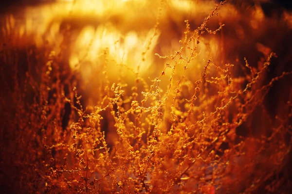 Fundo da natureza com grama dourada — Fotografia de Stock