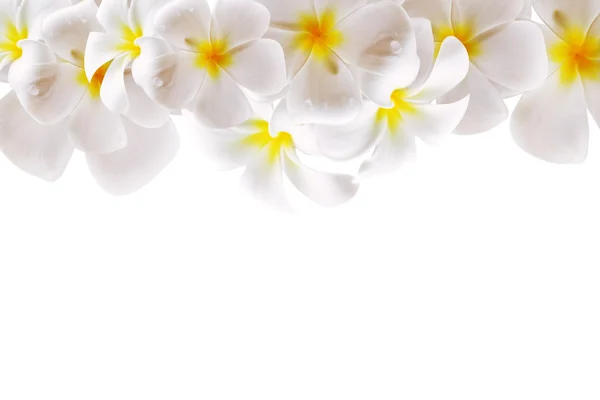 Abstract White Flower Background with Space — Stock Photo, Image