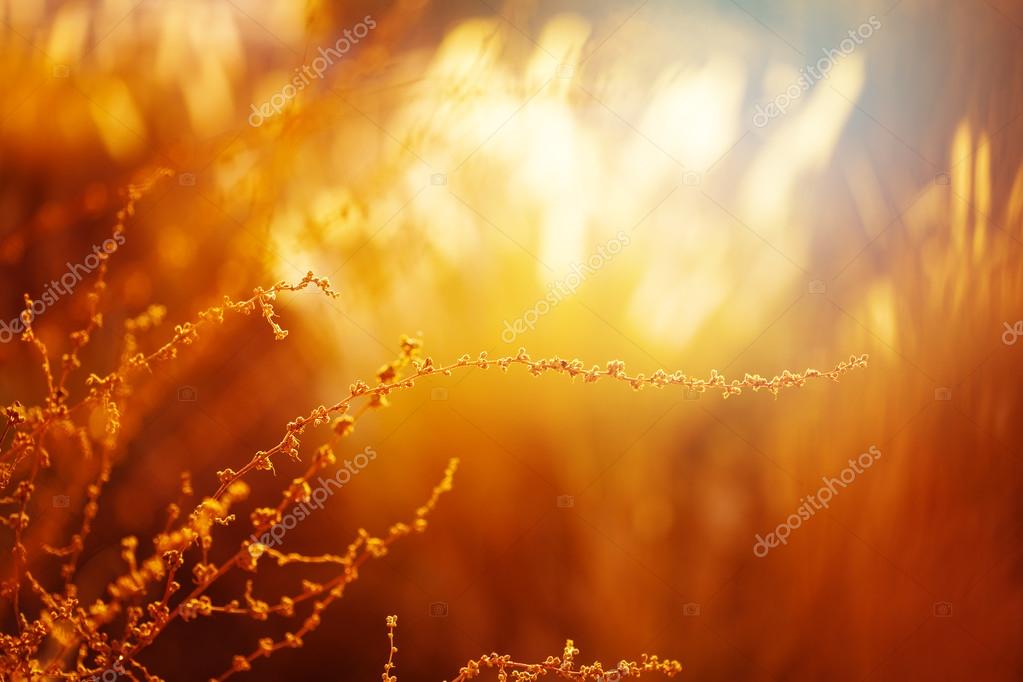 Nature Background with Golden Grass — Free Stock Photo © dariazu #70606149